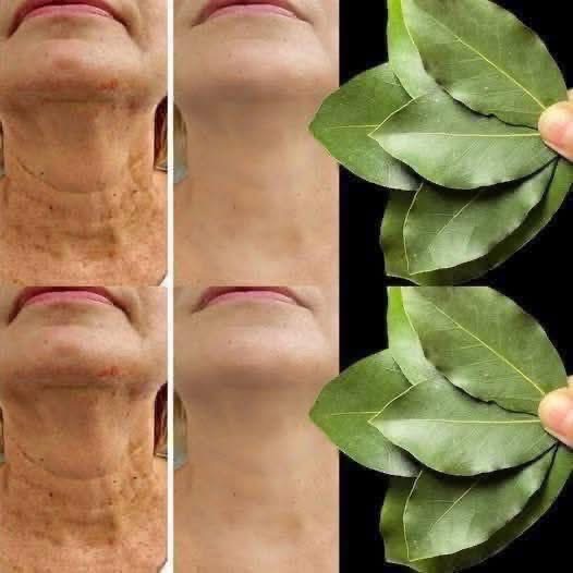 Embrace Ageless Beauty with Bay Leaves img 1252