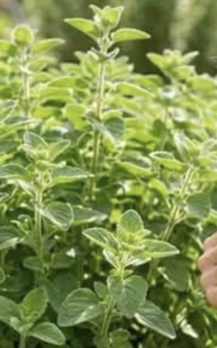 Oregano Leaf Remedy for Health img 1292